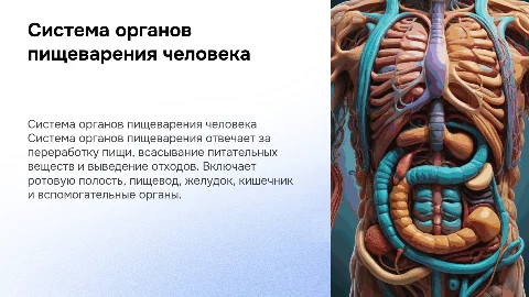 система органов пищеварения