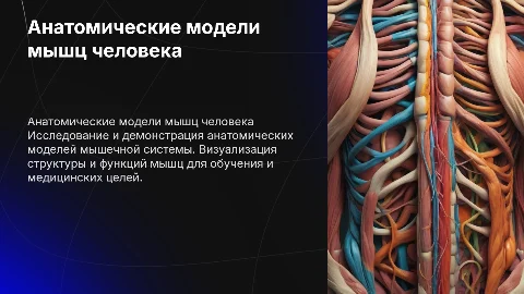Анатомические модели мышечной системы человека: визуализация
