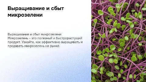 Выращивание микрозелени и последующая реализация продукции