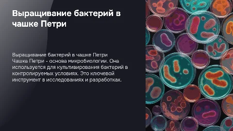 Выращивание бактерий в чашке Петри