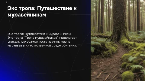 эко тропа: тропа муравейников