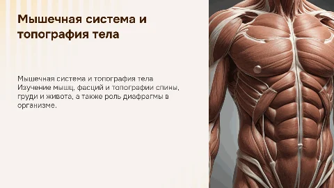 Мышечная система: фасции и топография спины, груди, живота