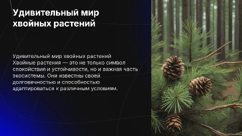удивительный мир хвойных растений