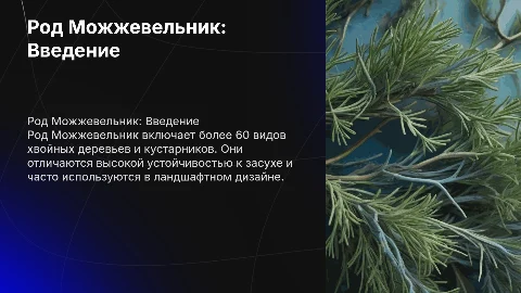 род можжевельник