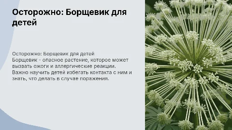 осторожно борщевик для детей
