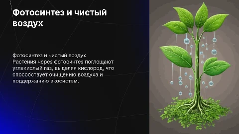 Фотосинтез и углекислый газ:как растения очищают воздух