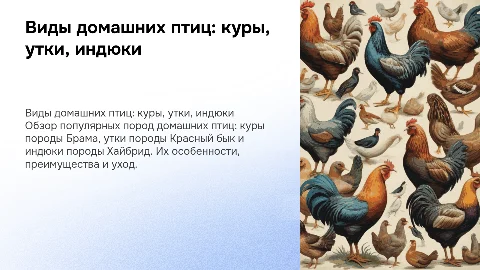 Виды домашних птиц: куры Брама, утки Красный бык, индюки Хайбрид
