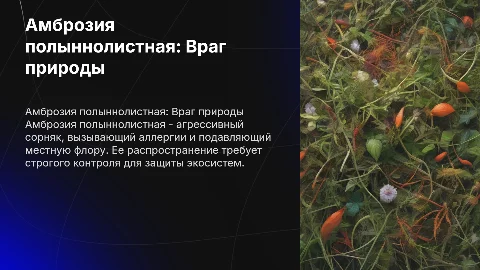 Амброзия полыннолистная