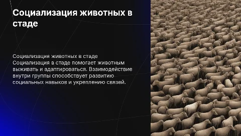 Презинтация на тему " социализация животных в стаде "