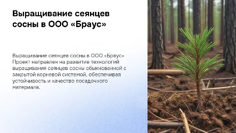 Проект мероприятий по выращиванию сеянцев сосны обыкновенной
