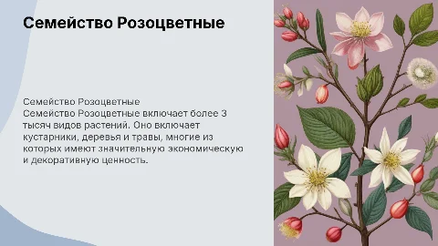 Семейство Розоцветные