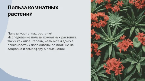 Изучение пользы комнатных растений: алое, герань, каланхоэ