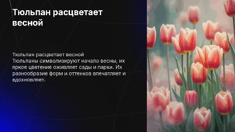 Тюльпан расцветает