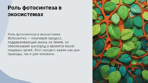 роль фотосинтеза в природе и жизни человека