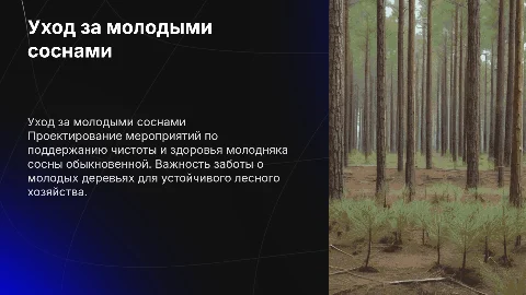 Проект мероприятий по уходу за молодняками сосны обыкновенной