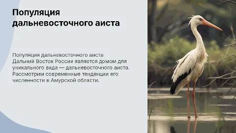 Современное состояние популяции дальневосточного аиста (Ciconia boyciana) в Амурской области