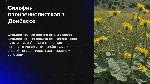 Сильфия пронзеннолистная: перспективная культура для Донбасса