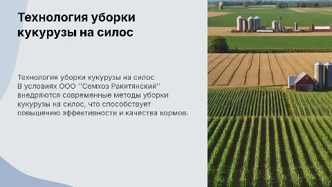 Технология уборки кукурузы на силос в Семхозе Ракитянский
