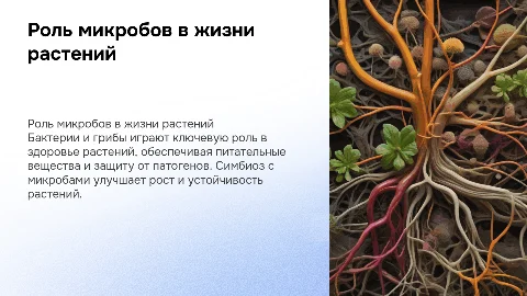 Роль бактерий и грибов в жизни растений
