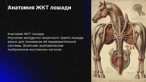 Анатомическое строение ЖКТ лошади с анатомическими картинками