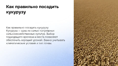Как сажать кукурузу