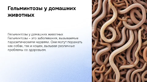 Гельминтозы собак и кошек