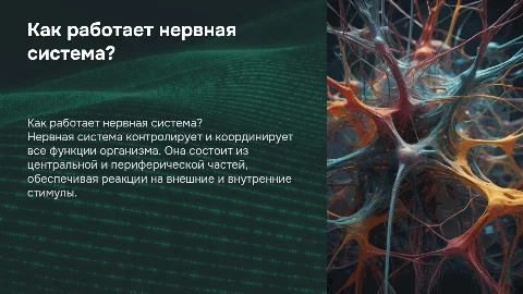 Как работает нервная система?
