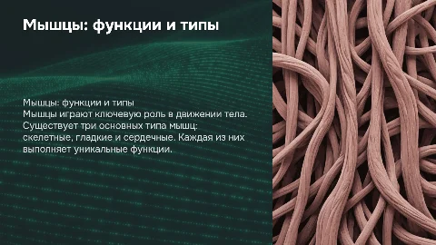 Мышцы, их функции и разновидности