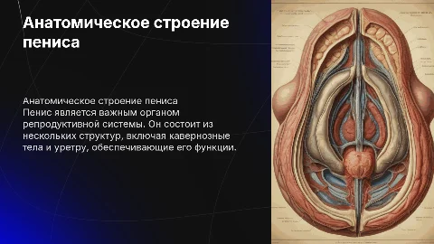 строение пениса