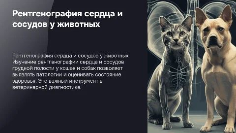 Рентгенография сердца и сосудов у кошек и собак
