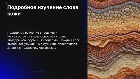 слои кожи подробно
