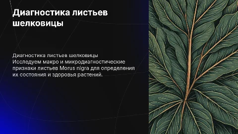 Макро и микродиагностические признаки листьев Morus nigra