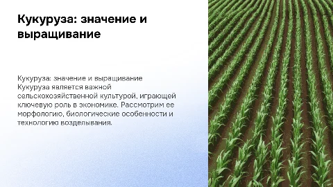 Кукуруза: народно-хозяйственное значение и технологии возделывания