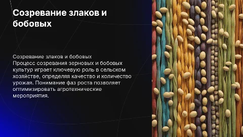 созревание зерновых злаков и бобовых культур