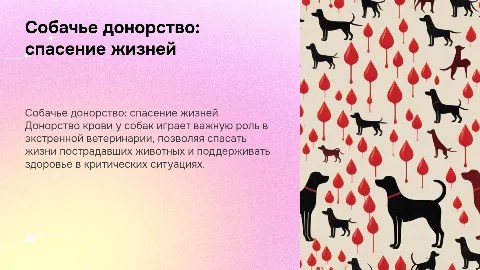 Собачье донорство: спасение жизней хвостатых