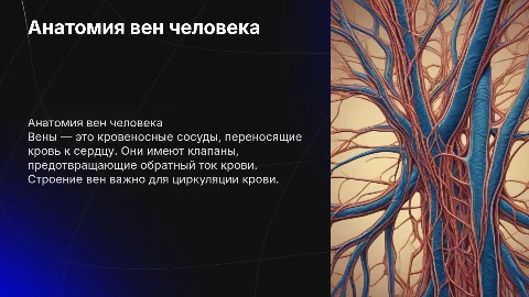 строение вен