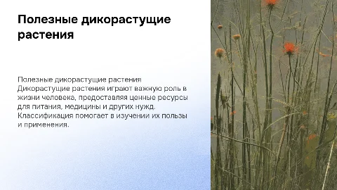 Полезные дикорастущие растения: классификация и значение