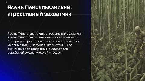 Ясень Пенсильванский -растение агрессор
