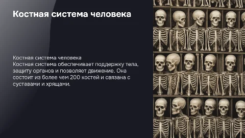 костная система