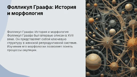 Фолликул Граафа: История открытия и морфология
