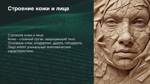 строение кожи и лица