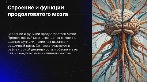 Строение и функции продолговатого мозга