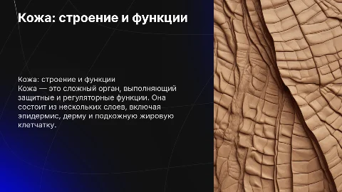 кожа ее строение и функции