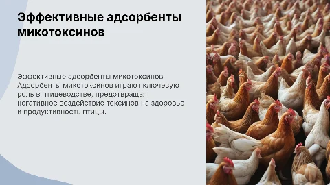 Эффективные адсорбенты микотоксинов для птицеводства