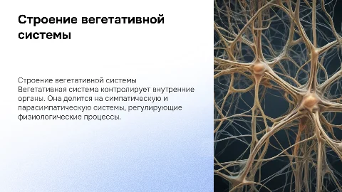 строение вегетативной системы