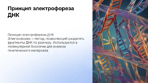 Принцип электрофоретического разделения фрагментов ДНК