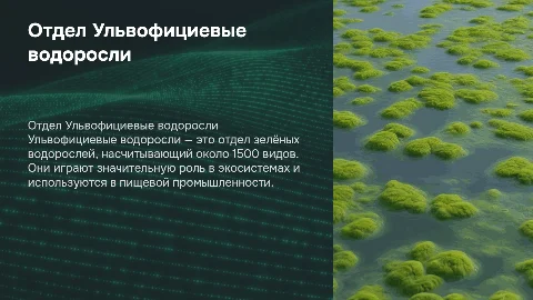 Отдел Ульвофициевые водоросли