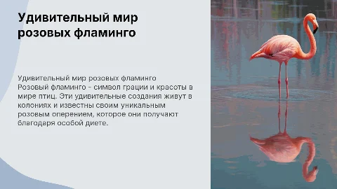 розовый фламинго