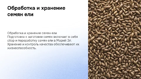 Подготовка и заготовка семян ели европейской в Марий Эл