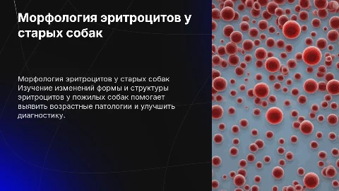 Морфология эритроцитов у пожилых собак